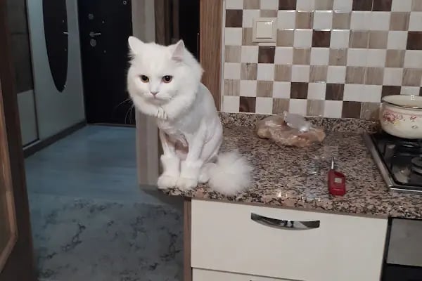Erkan Arslan Veteriner Kliniği - Resim 18