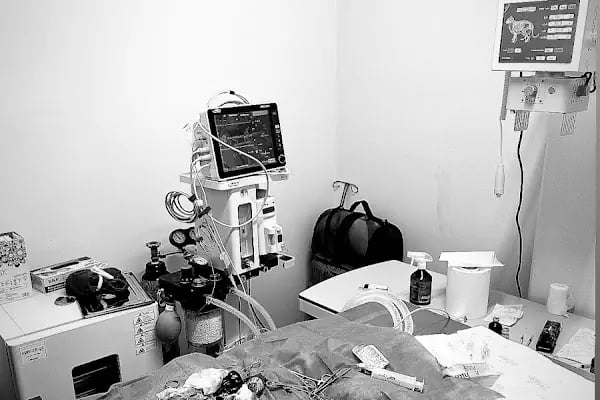 Vethospital Veteriner kliniği 7/24 ACİL VETERİNER BAHÇELİEVLER - Resim 8