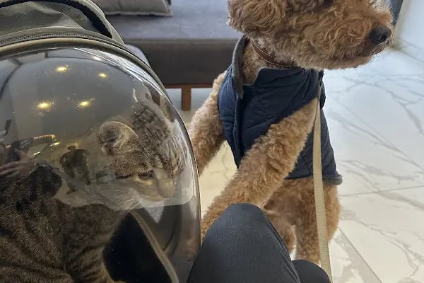Vethospital Veteriner kliniği 7/24 ACİL VETERİNER BAHÇELİEVLER - Resim 20