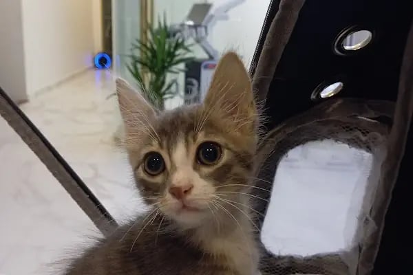 Vethospital Veteriner kliniği 7/24 ACİL VETERİNER BAHÇELİEVLER - Resim 5
