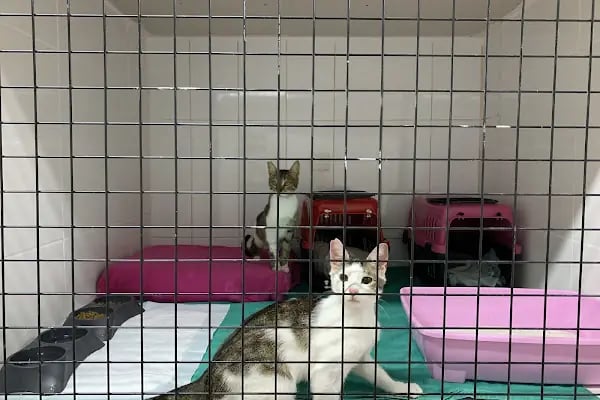 VetCo Veteriner Kliniği - Resim 5