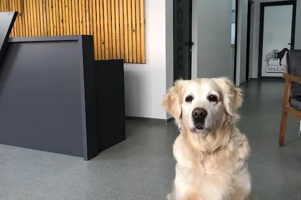 VetCo Veteriner Kliniği - Resim 19