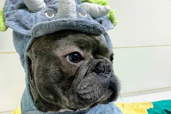 VetCo Veteriner Kliniği - Resim 4