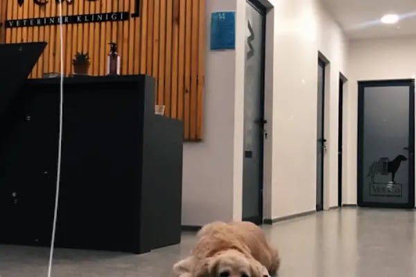 VetCo Veteriner Kliniği - Resim 14