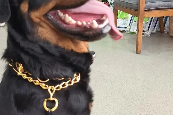 VetCo Veteriner Kliniği - Resim 17