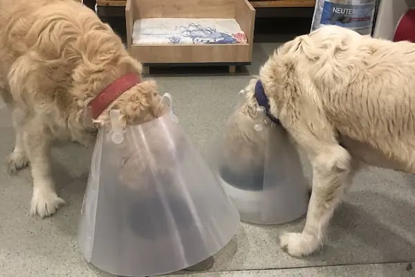VetCo Veteriner Kliniği - Resim 9