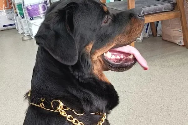 VetCo Veteriner Kliniği - Resim 13