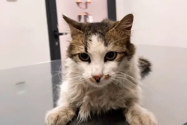 VetCo Veteriner Kliniği - Resim 6