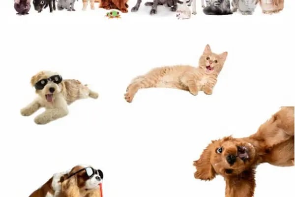 Pet Nation Veteriner Kliniği - Resim 4