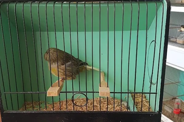 GRY PET SHOP - Resim 10