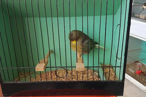 GRY PET SHOP - Resim 7