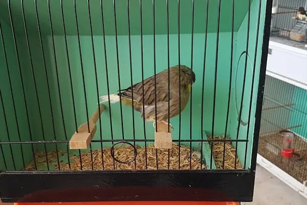 GRY PET SHOP - Resim 4