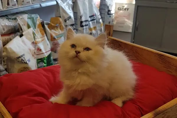 GRY PET SHOP - Resim 5