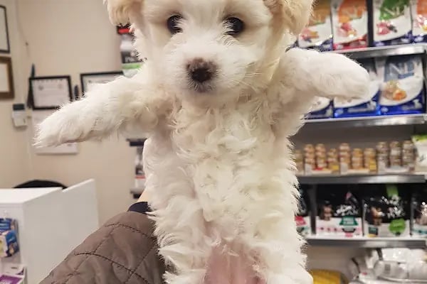 GRY PET SHOP - Resim 3