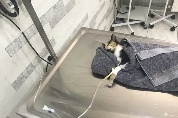 Atlas Veteriner Kliniği - Resim 15
