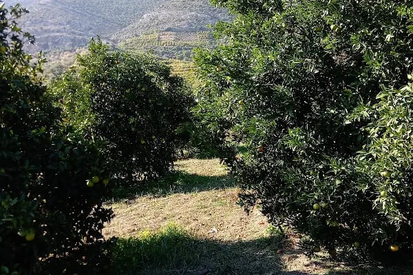 Yavuz Selim Parkı - Resim 19