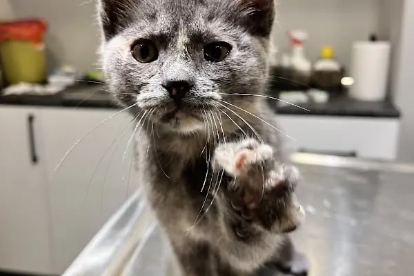 Bahçelievler Mahmutbey Veteriner Kliniği 7/24 - Resim 1