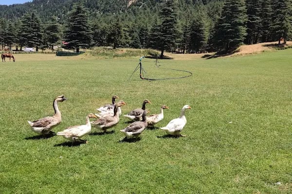 Başkonuş Yaylası Orman Evleri - Resim 20
