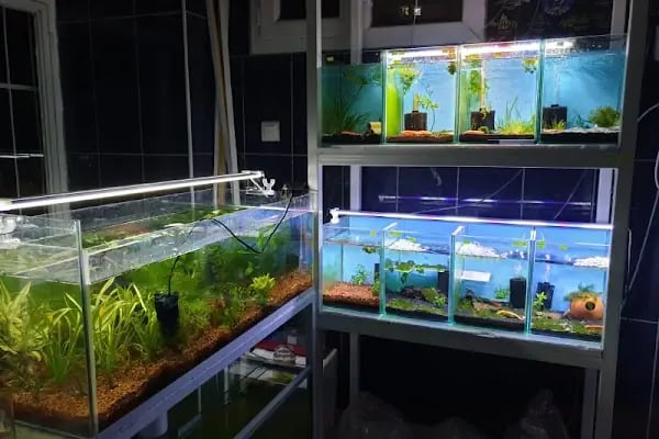 Moon Star Betta Petshop ( MSB PETSHOP ) - Resim 9