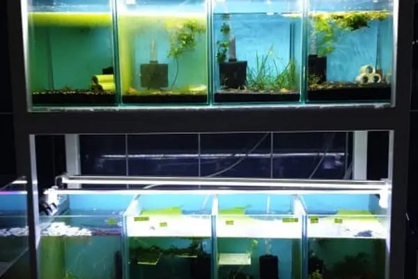 Moon Star Betta Petshop ( MSB PETSHOP ) - Resim 6