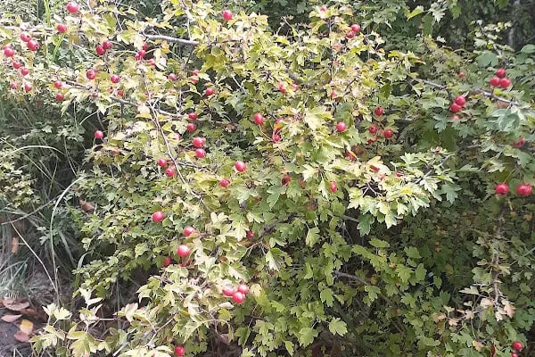 Sapanca Soğucak Yaylası - Resim 16