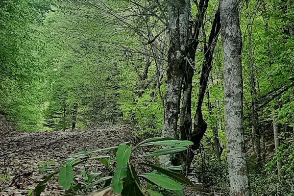 Sapanca Soğucak Yaylası - Resim 17