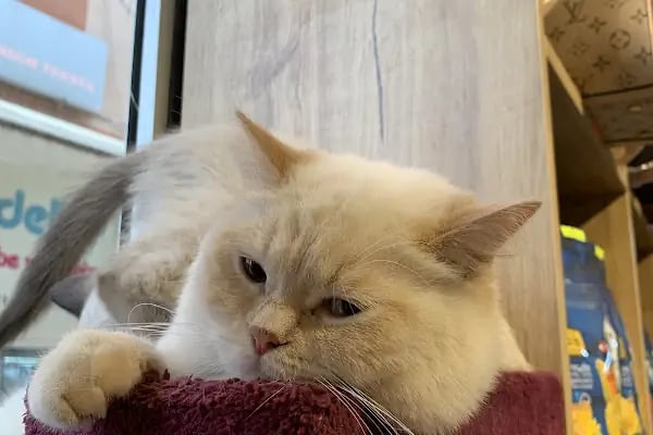 Gölcük Tropikal Akvaryum - Petshop - Resim 13