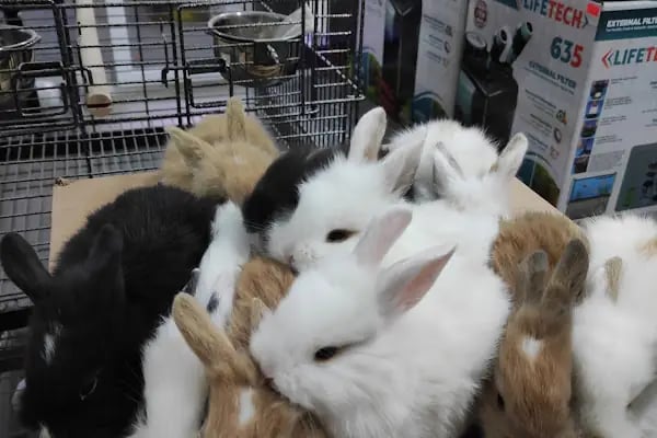 Gölcük Tropikal Akvaryum - Petshop - Resim 17