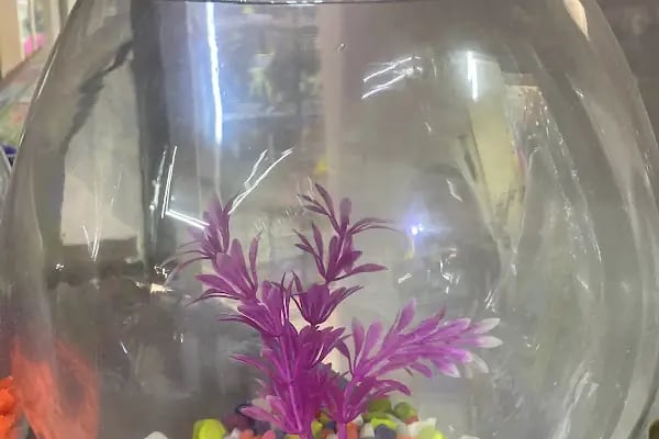 Bahtiyar Akvaryum - Petshop - Resim 7