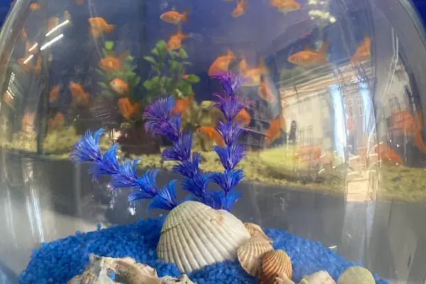 Bahtiyar Akvaryum - Petshop - Resim 14
