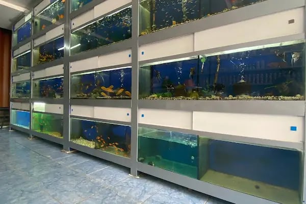 Bahtiyar Akvaryum - Petshop - Resim 3