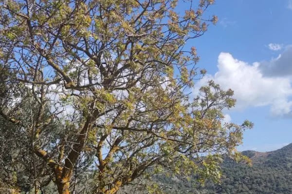 Leleg Yolu - Resim 19