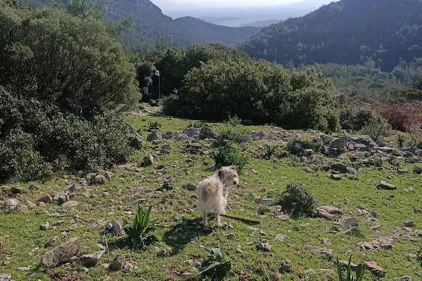 Leleg Yolu - Resim 3