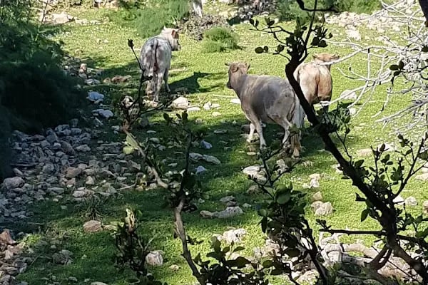 Leleg Yolu - Resim 18