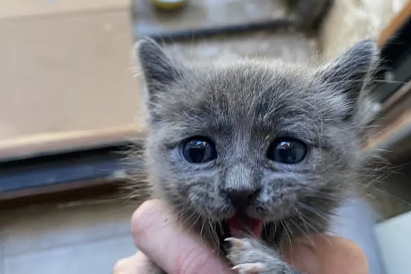 Pisikopati veteriner kliniği - Resim 14