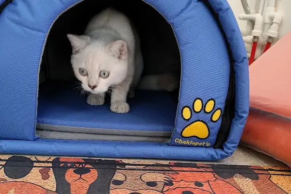 Pisikopati veteriner kliniği - Resim 5