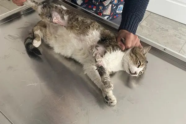 Pisikopati veteriner kliniği - Resim 20