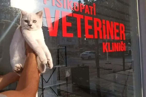 Pisikopati veteriner kliniği - Resim 18