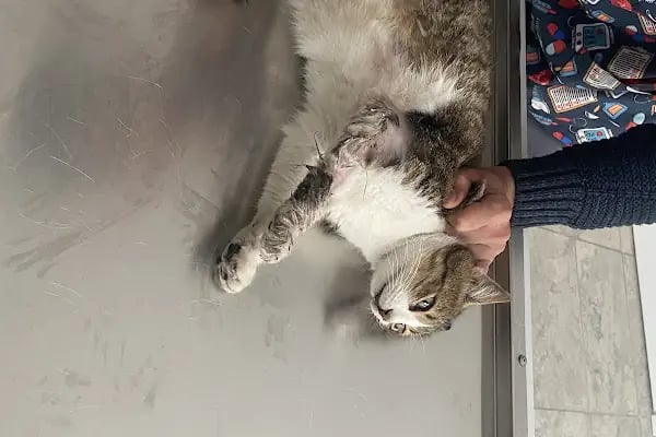 Pisikopati veteriner kliniği - Resim 19