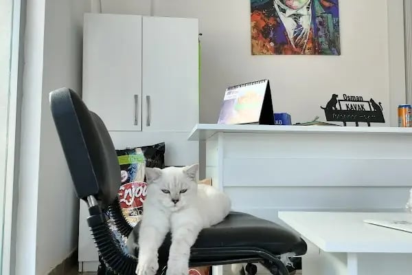 Pisikopati veteriner kliniği - Resim 6