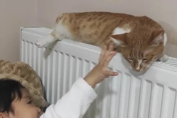 Pisikopati veteriner kliniği - Resim 12