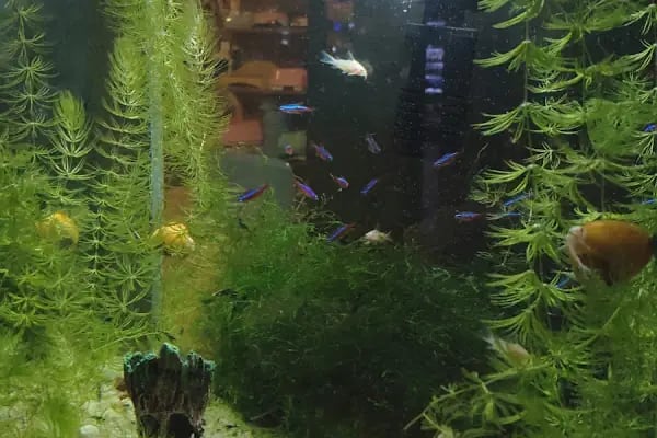 Kapaklı Petshop - Corner Pet Shop - Resim 5