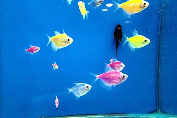 Kapaklı Petshop - Corner Pet Shop - Resim 7