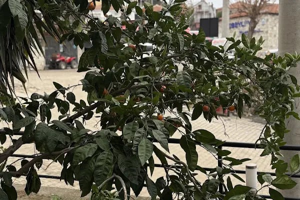 La Petra Otel & Kahvaltı Evi, Pasta Cafe, Restorant - Resim 6