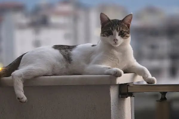 Özel Cinkaya Veteriner Kliniği - Resim 6