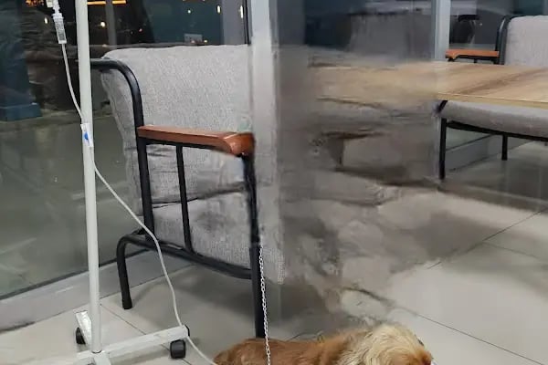 Özel Cinkaya Veteriner Kliniği - Resim 3