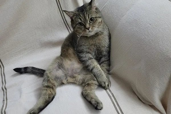 Özel Cinkaya Veteriner Kliniği - Resim 4