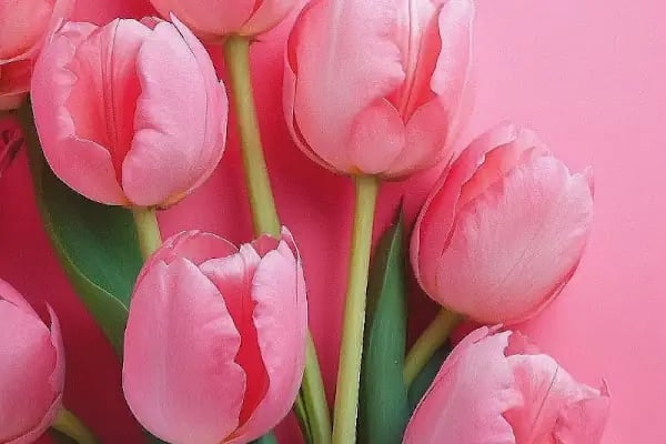 Diş Hekimi Erdem Arıcan - Resim 3