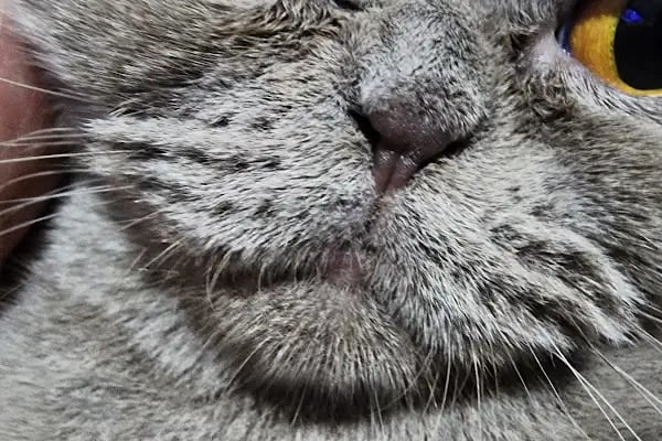 Çiğli Veteriner Polikliniği - Resim 3