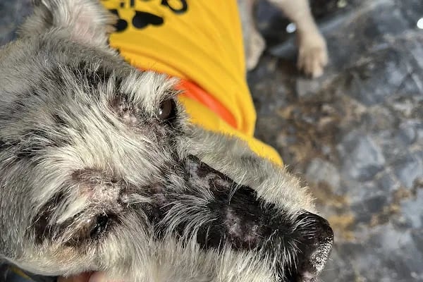 Çiğli Veteriner Polikliniği - Resim 10